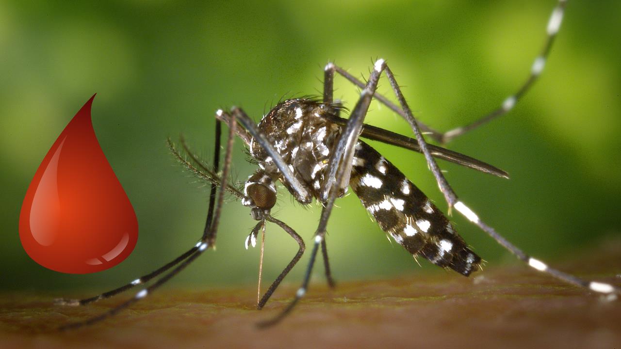 Dime tu tipo de sangre y de diré si los mosquitos te prefieren